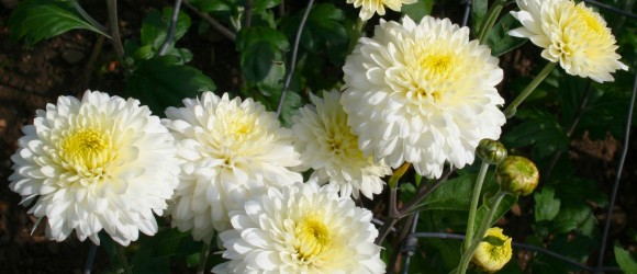 Efficacy of Hyfer Plus Fertilizer on Chrysanthemum Flowers