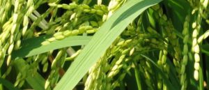Efficacy of Hyfer Plus Fertilizer on Lowland Rice