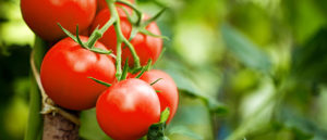 Efficacy of Hyfer Plus Fertilizer on Tomatoes