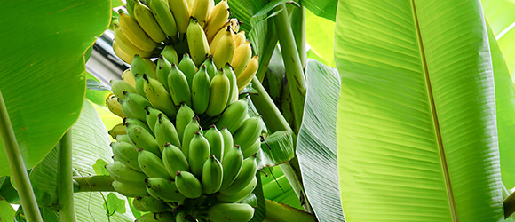 Efficacy of Hyfer Plus Fertilizer on Banana