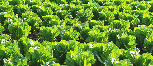 Efficacy of Hyfer Plus Fertilizer on Lettuce
