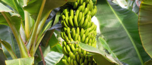 Efficacy of Hyfer Plus Fertilizer by TADECO on Banana Plantation