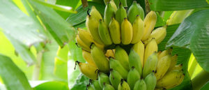 Efficacy of Hyfer Coated Urea on Banana Plantation