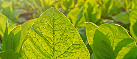 Efficacy of Hyfer Plus Fertilizer on Tobacco by NTA