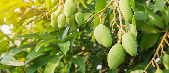 Hyfer Plus Bloom Booster Efficacy Test on Mango