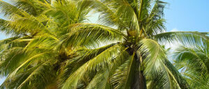 Efficacy of Hyfer Urea Max Fertilizer on Palm Tree