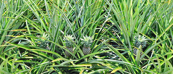 Efficacy of Hyfer Plus Fertilizer on Pineapples