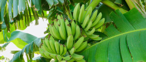 Hyfer Plus Bloom Booster Efficacy Test on Banana